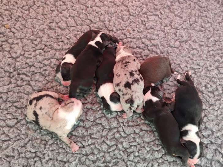 À réserver : 8 chiots Bergers Américains Miniatures LOF