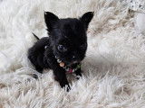 À réserver : 4 chiots Chihuahuas LOF