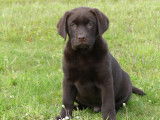 6 chiots Labradors LOF à réserver