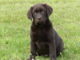 6 chiots Labradors LOF à réserver