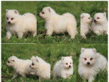 À réserver : 4 chiots Spitz Japonais LOF