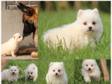À réserver : 4 chiots Spitz Japonais LOF