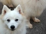 À réserver : 4 chiots Spitz Japonais LOF