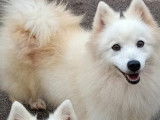 À réserver : 4 chiots Spitz Japonais LOF