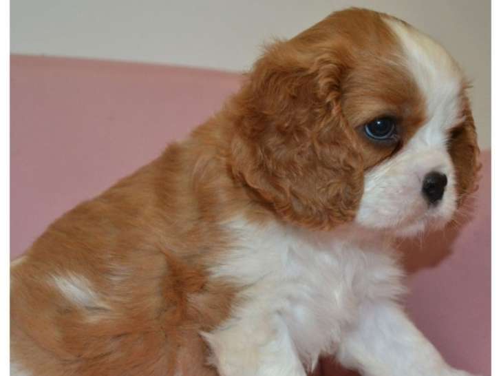 Un chiot femelle Cavalier King Charles LOF à réserver