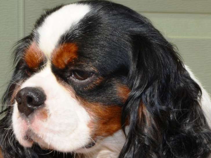 Disponible à la saillie : un chien Cavalier King Charles LOF