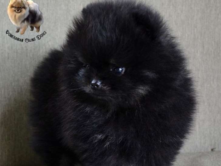 À réserver : un chiot mâle Spitz Nain LOF