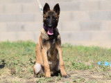 À vendre : un chiot femelle Malinois LOF