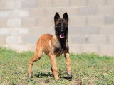 À vendre : un chiot femelle Malinois LOF