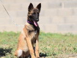 À vendre : un chiot femelle Malinois LOF