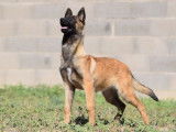 À vendre : un chiot femelle Malinois LOF