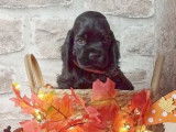 4 chiots mâles Cockers Américains LOF à vendre