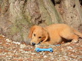 Des chiots Golden Retrievers LOF disponibles à la vente