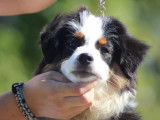 À vendre : 2 chiots femelles Bergers Américains Miniatures LOF