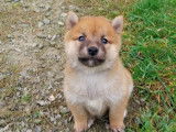 2 chiots mâles Shiba Inu  LOF à réserver