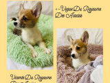 3 chiots femelles Welsh Corgis Pembroke LOF disponibles à la vente