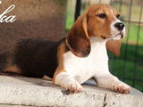 5 chiots Beagle LOF à vendre