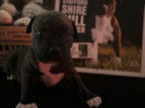 Un chiot mâle Staffordshire Bull Terrier bringé LOF à réserver
