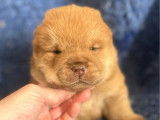 À réserver 3 chiots Chow Chow LOF à poil court