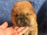 À réserver 3 chiots Chow Chow LOF à poil court