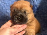 À réserver 3 chiots Chow Chow LOF à poil court