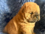 À réserver 3 chiots Chow Chow LOF à poil court