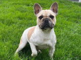 À acheter une chienne Bouledogue Français LOF de 3 ans