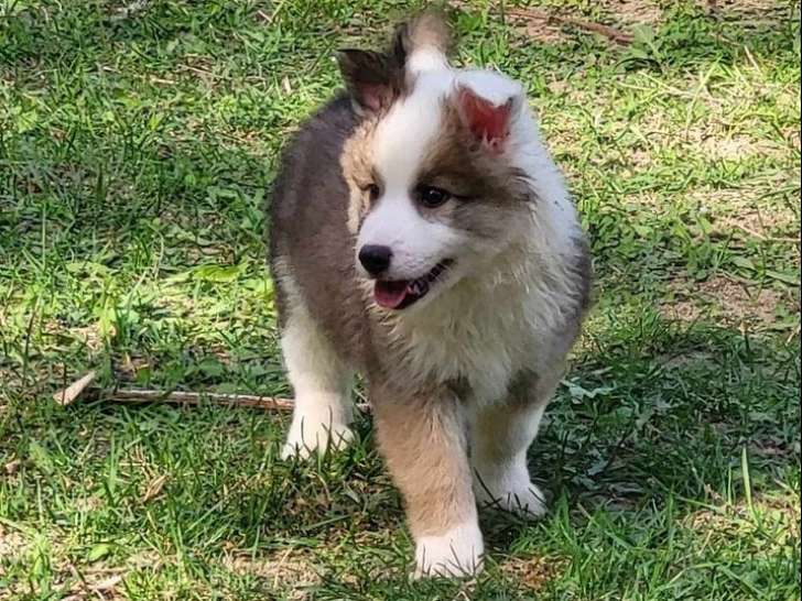 1 chiot mâle Berger d’Islande disponible à l’achat