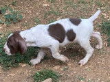 5 chiots mâles Braques Français type Gascogne LOF à réserver