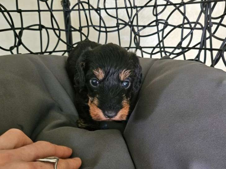 À réserver 4 chiots Teckel Nains à poil dur LOF