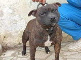 Chienne Staffordshire Bull Terrier LOF de 3 ans fauve bringé disponible à la vente