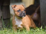 6 chiots mâles Staffordshire Bull Terrier LOF disponibles à la réservation