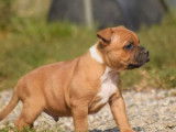 6 chiots mâles Staffordshire Bull Terrier LOF disponibles à la réservation