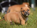 6 chiots mâles Staffordshire Bull Terrier LOF disponibles à la réservation