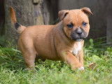 6 chiots mâles Staffordshire Bull Terrier LOF disponibles à la réservation