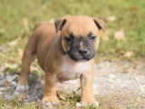 6 chiots mâles Staffordshire Bull Terrier LOF disponibles à la réservation