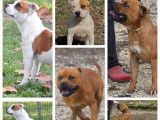 6 chiots mâles Staffordshire Bull Terrier LOF disponibles à la réservation