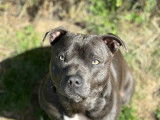 Mâle Staffordshire Bull Terrier disponible pour saillie