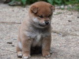 Chiots Shiba Inu LOF à réserver