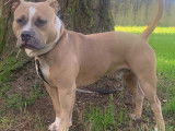 American Bully croisé American Staff disponible pour saillie