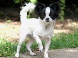 Jeune mâle Chihuahua LOF à vendre