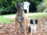 Jeune mâle Chihuahua LOF à vendre