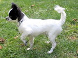 Jeune mâle Chihuahua LOF à vendre