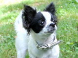 Jeune mâle Chihuahua LOF à vendre