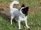Jeune mâle Chihuahua LOF à vendre
