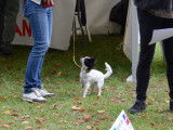 Jeune mâle Chihuahua LOF à vendre