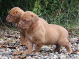 3 mâles chiots Dogues de Bordeaux LOF à réserver