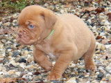 3 mâles chiots Dogues de Bordeaux LOF à réserver