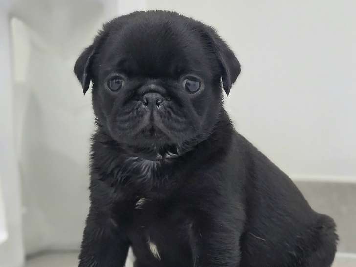 Superbe carlin exotique parents testé