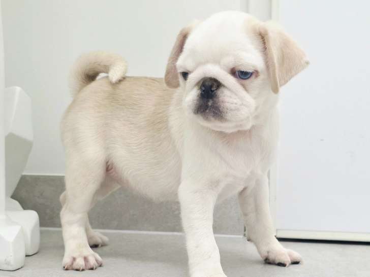 Superbe carlin exotique parents testé